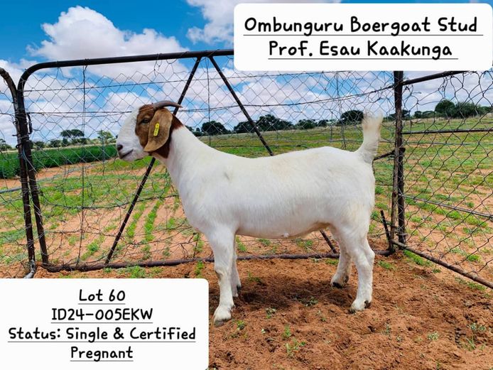 24-0005EKW | PROF. ESAU KAAKUNGA