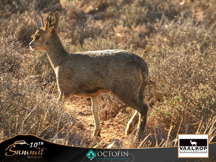 Klipspringer Pair