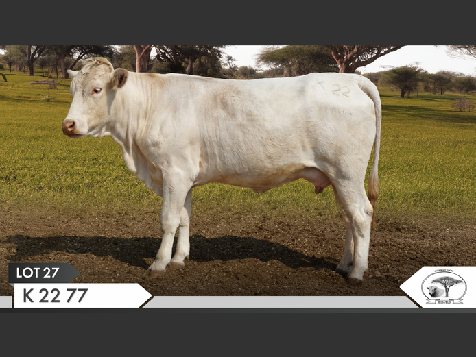 K 220077 | KOPERKOP HUGENOOT STOET