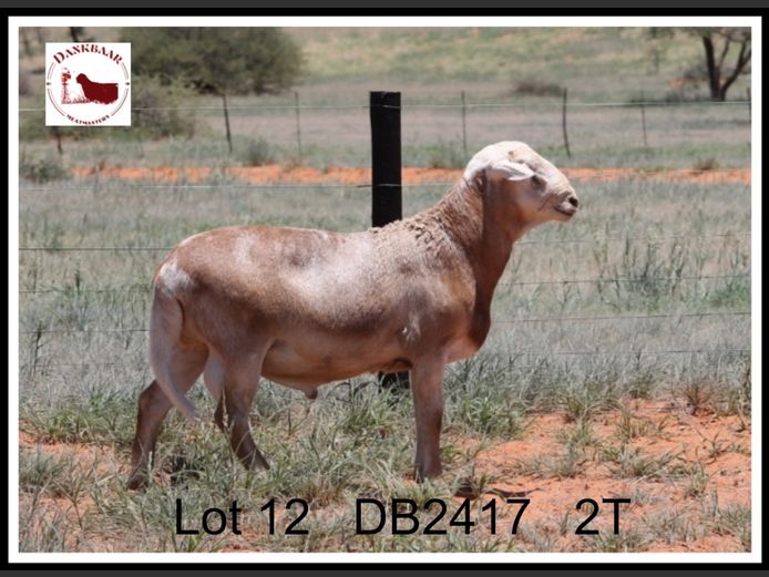 DB2417 | DANKBAAR MEATMASTERS