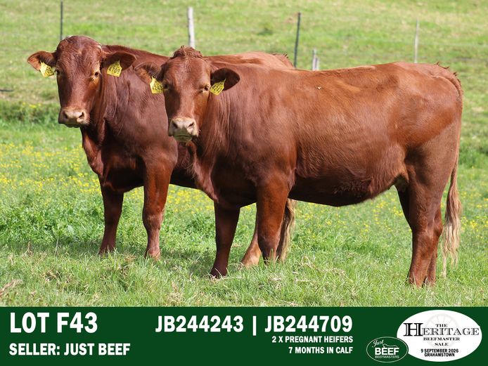 Female Animals | Just Beef