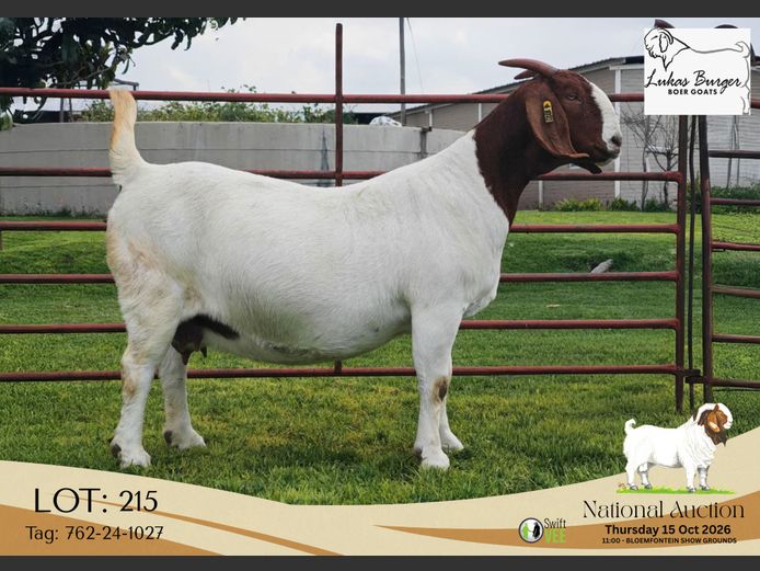 762-24-1027 | AWA Burger Boerbokstoet