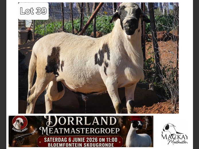 MMM 23-155 | Mackay Meatmasters