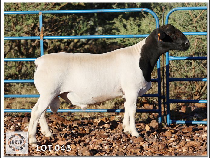 2192 24 0453 | MIDDELWATER DORPERS, CHARL KLEINHANS