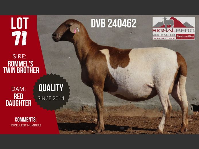 DVB 240462 | SIGNALBERG MEATMASTERS