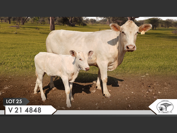 V 214848 | VILLA STOETERY BK
