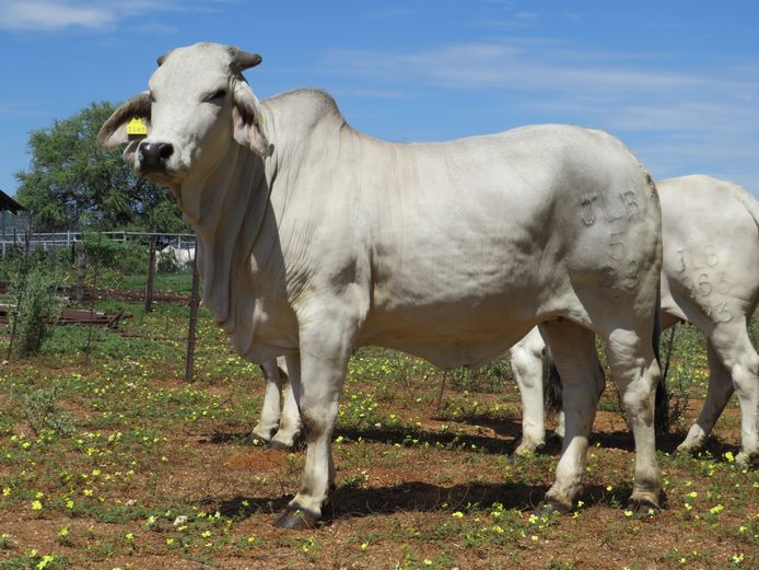23-0005JLB | JLB BRAHMAN