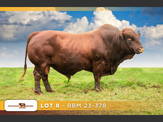BBM 210378