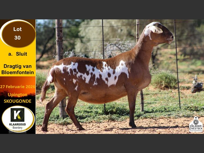 CP 30 | Chris Potgieter & Christia Scholtz - Klaargoud Boerdery