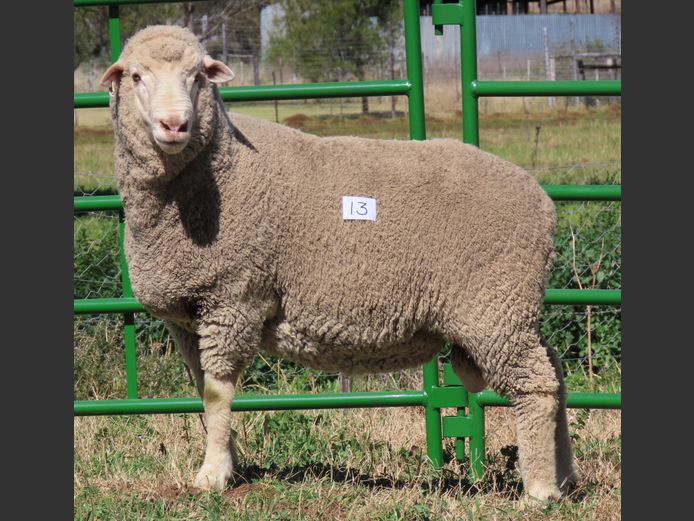 146 | Rooipoort Poenskop Merinos