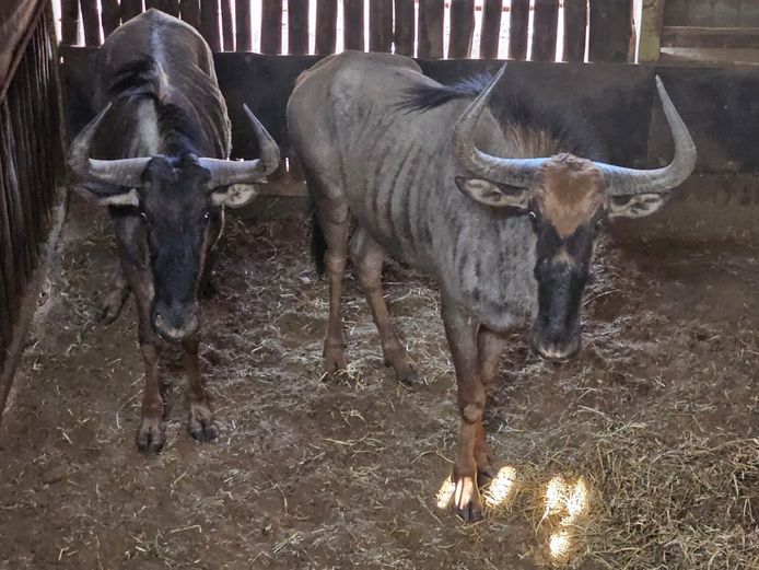 BLUE WILDEBEEST | DAGBREEK