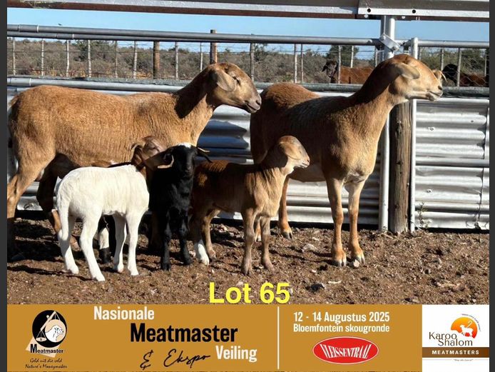24.222 | Jacques Strydom - Karoo Shalom Meatmasters