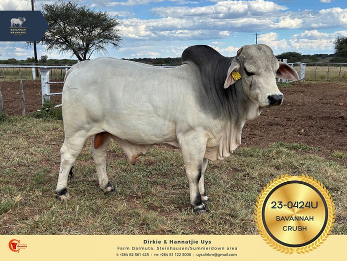 22-0424U | SAVANNAH BRAHMANS