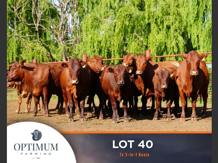 Commercial Animals | OPTIMUM FARMING M WIPPLINGER