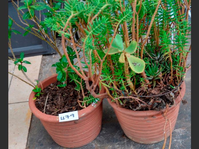 PAIR TERRACOTTA PLANTERS WITH SUCCULENTS, 51cm Diameter x 20cm High