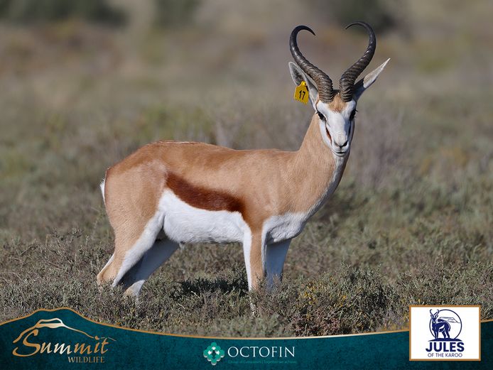 18" SPRINGBOK RAM