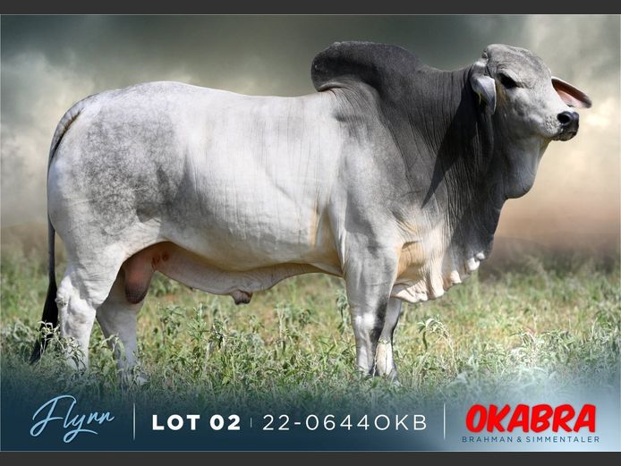 22-0644OKB | OKABRA BRAHMAN