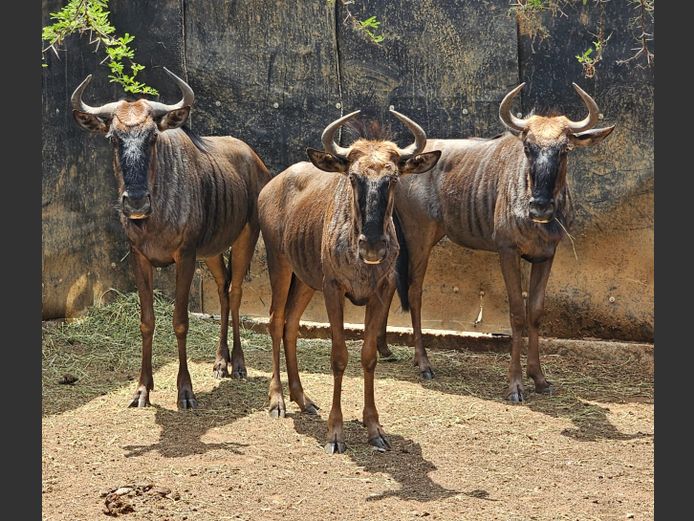 BLUE WILDEBEEST | NYLSVLEI GAME