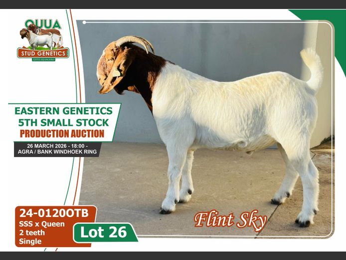 24-0120OTB | OUUA STUD GENETICS 