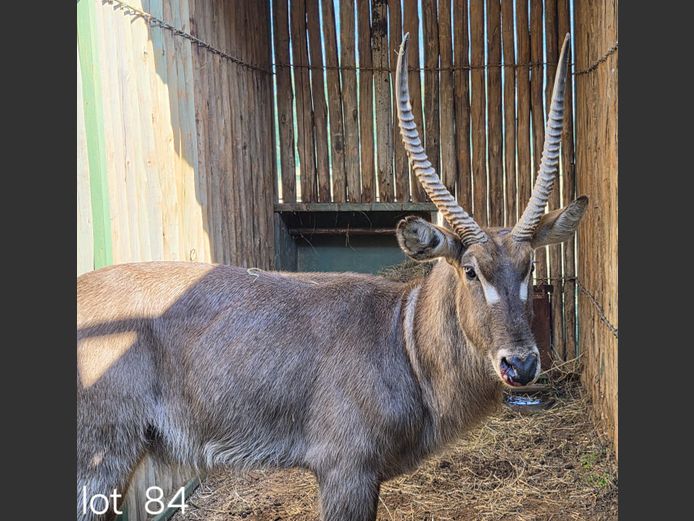 WATERBOK | SCHALK VAN ZYL