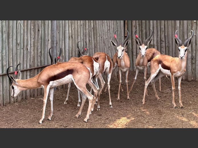 Kalahari Springbok Ramme