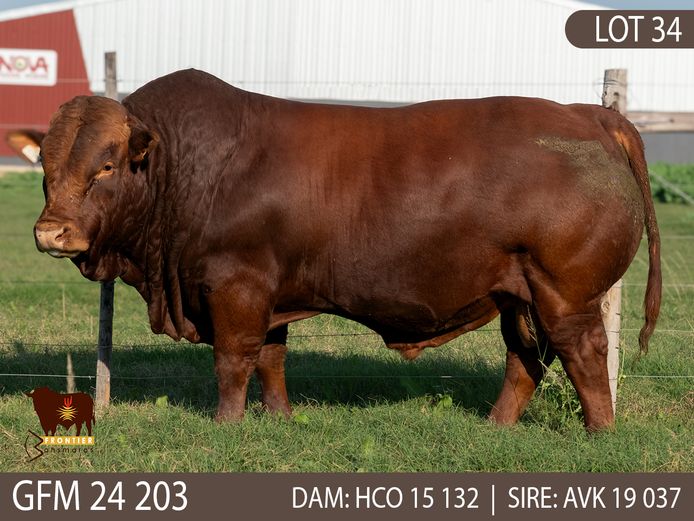 GFM 240203 | MEYER BONSMARAS