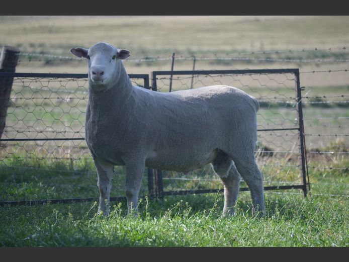 T 240215 | TWEE BROERS DORMER STOET