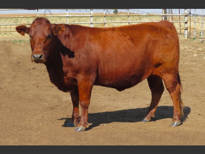 AG220507