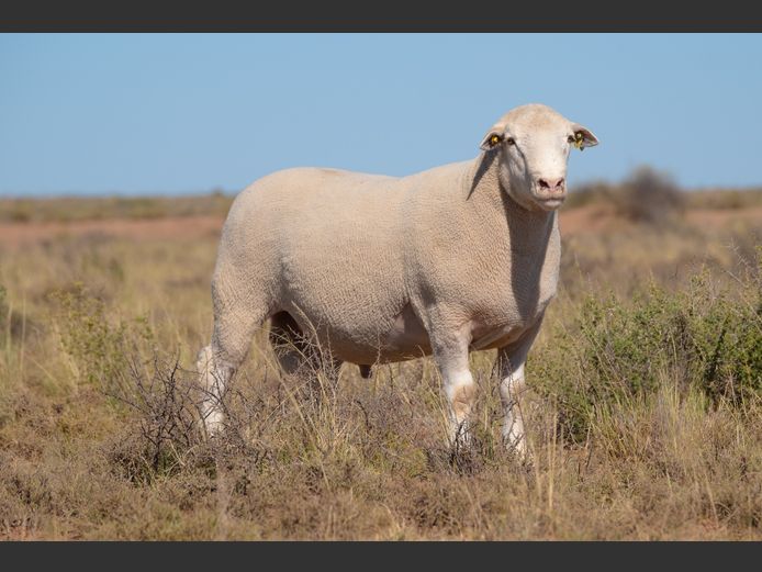 HE 240221 | EKSTEEN’S HATARI DORMER STUD