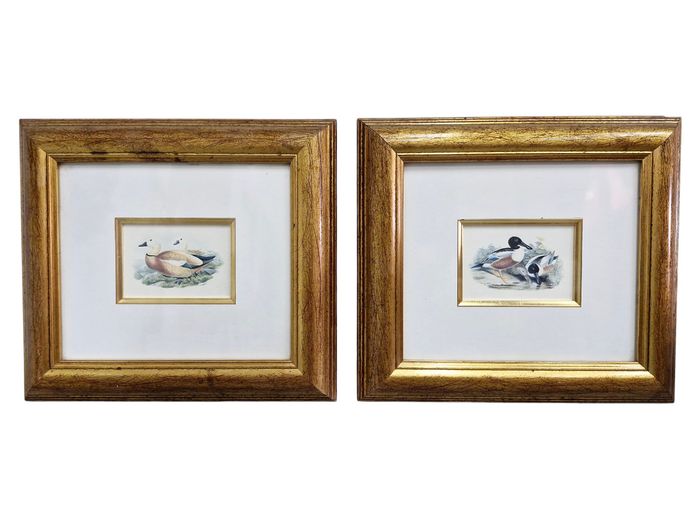 Pair of Vintage Framed Ornithological Duck Prints