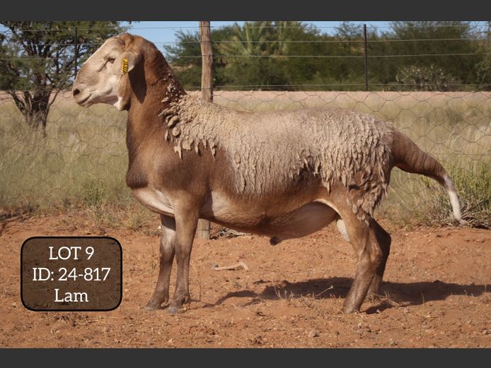 24-817  | MAKKA LOUWRENS MEATMASTERS 