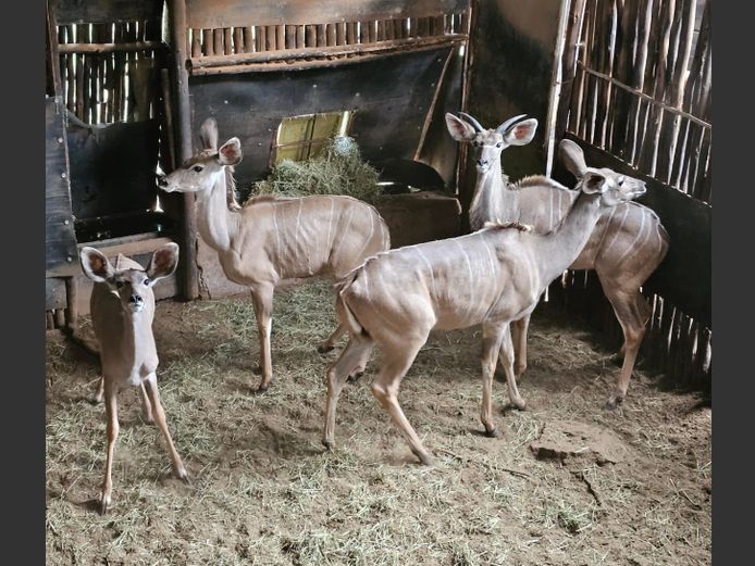 KOEDOE | LEGENDS / ENTABENI