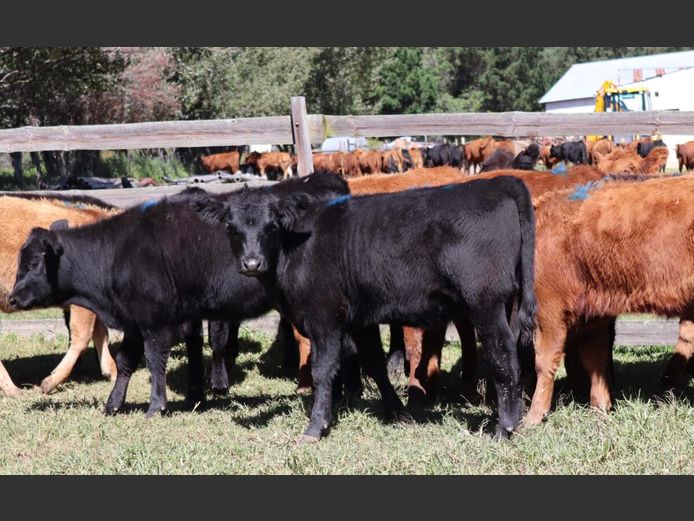 Weaners | B.Cotterrell