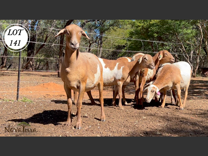 Ewes | Nova Terra Agri 