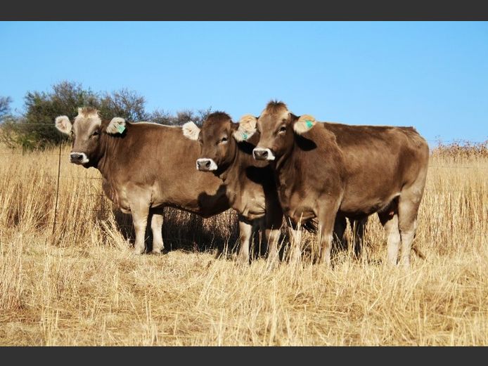 Commercial Animals | Jorsie Boerdery
