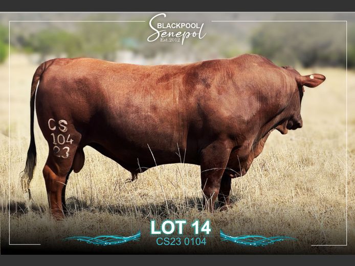 CS230104 | C.G. SHEARD