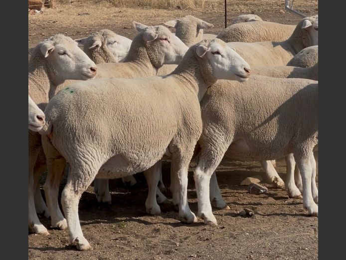 Commercial Animals | HEYMAN DORMERS