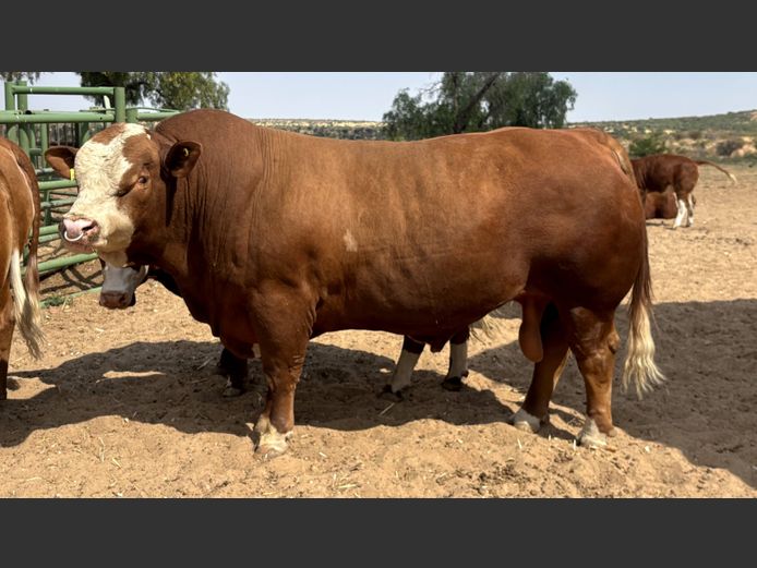 GV22244 | VOIGTLAND SIMMENTALER