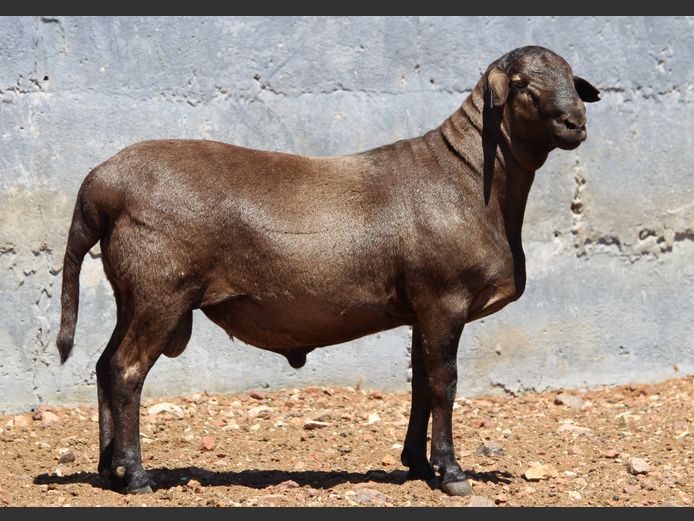 CRL 24.527 | Riaan Liebenberg - Hanri Meatmasters