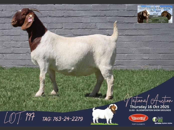 763-24-2279 | Dirk Louw (Conradie Boerbok Stoet)