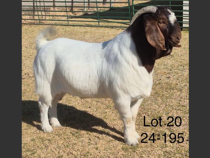 240195 | DU PREEZKRAAL