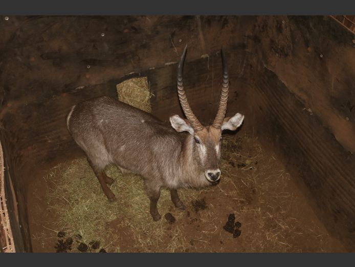 Waterbok