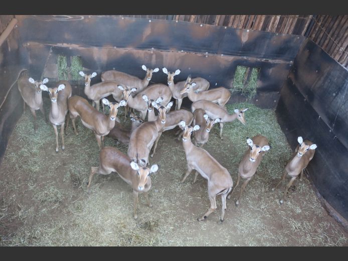 Rooibokke