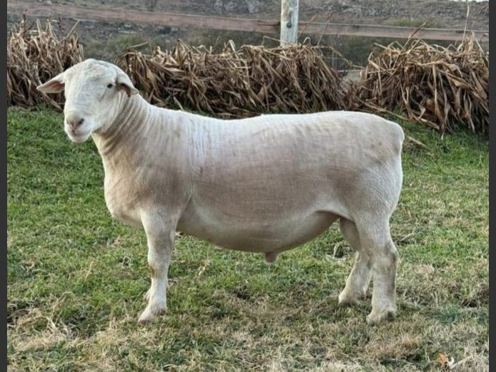Ram | GJ Lötter