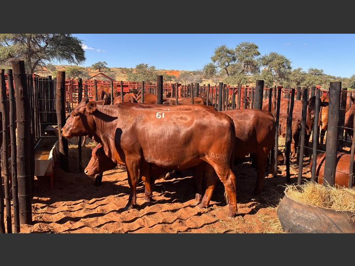COMMERCIAL FEMALES | HARTEBEESTLOOP BONSMARA