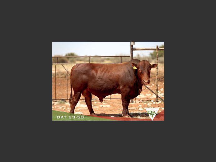 DKT 230050 | DKT BONSMARA