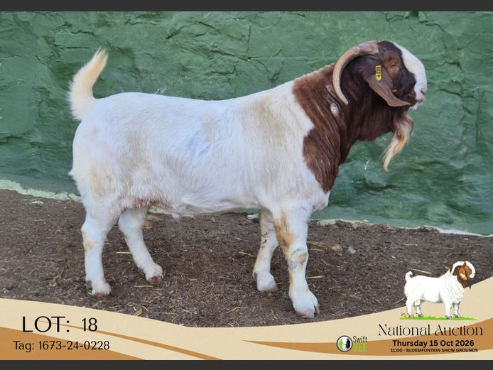 1673-24-0228 | Tekoa Stoet
