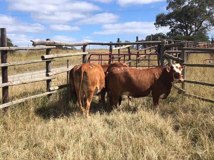 4 WHITE FACE HEIFERS