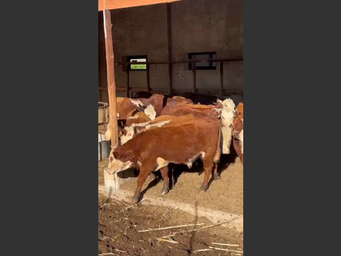 11 Hereford / 4 Bonsmara