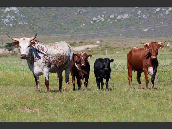 Commercial Animals